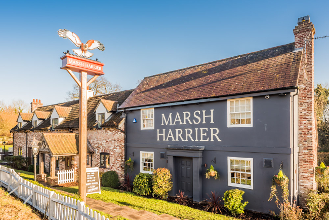 The Marsh Harrier in Norwich