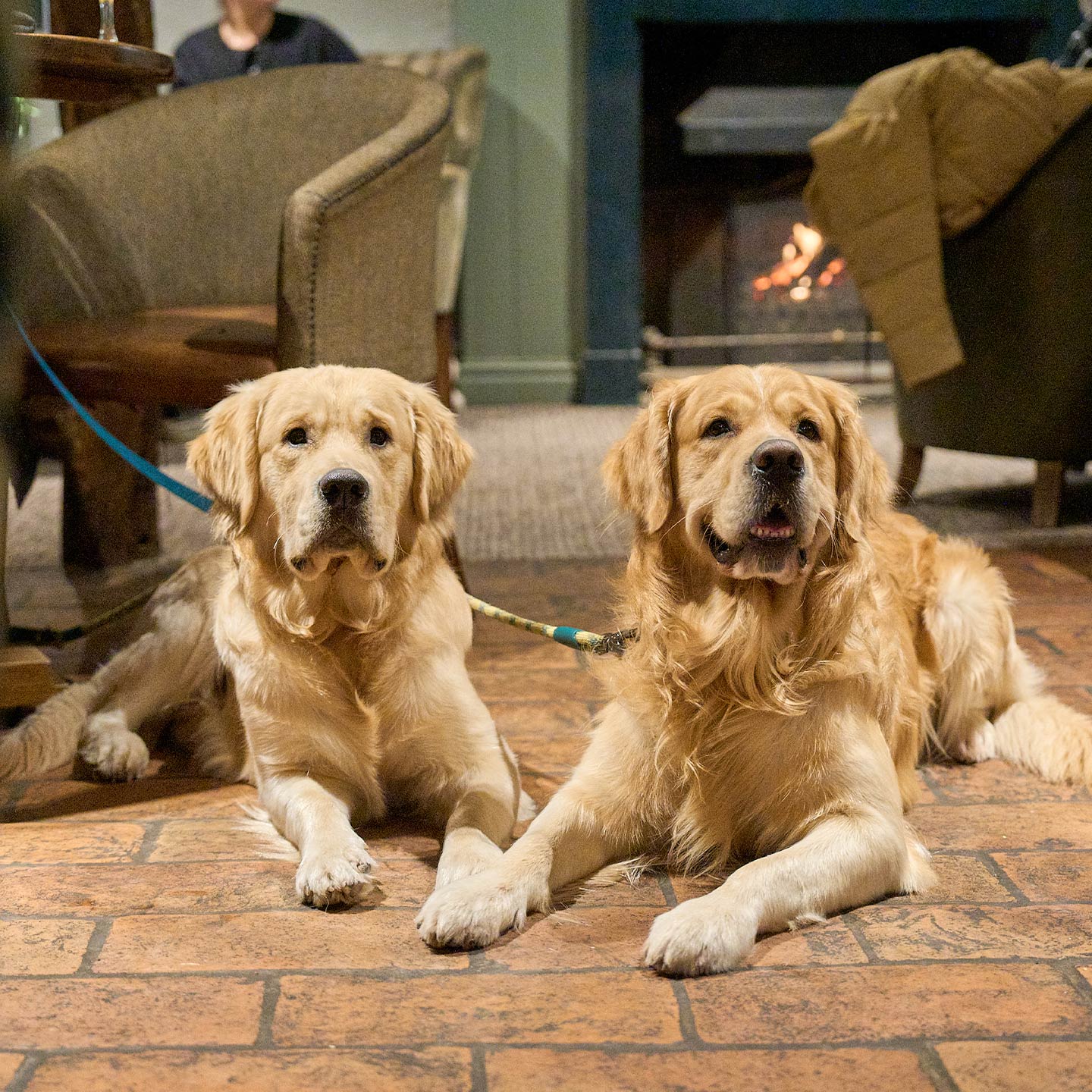 vin-ln25-10-home-dogfriendly-img.jpg
